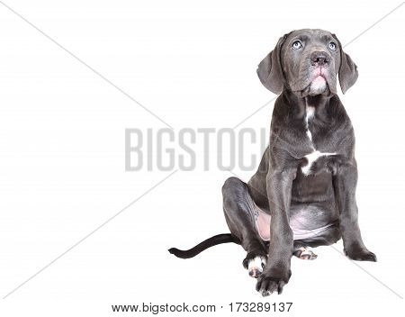 Cane corso puppy isolated on a white background