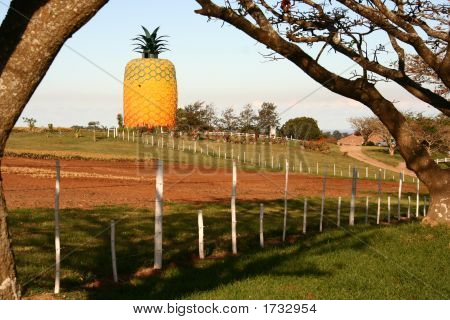 Ananas çiftlik