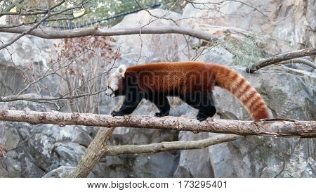 Red panda walking across branch within zoo enclosure