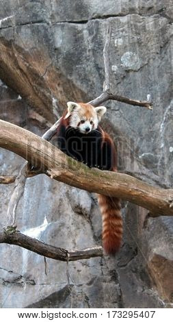 red panda perched in branch within zoo enclosure