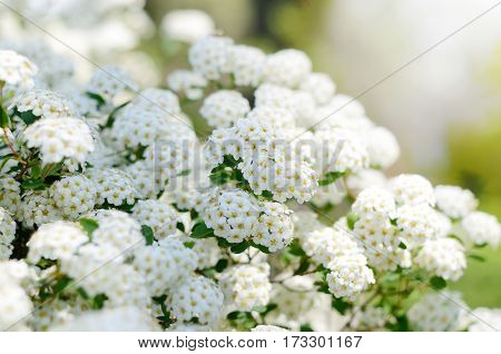 White Spiraea cantoniensis, spring flowers. Blooming bush. Spring seasonal background. Good for invitation, gift card, backdrop