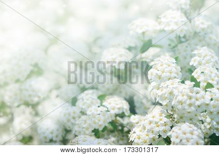 White Spiraea cantoniensis, spring flowers. Blooming bush. Spring seasonal background. Good for invitation, gift card, backdrop