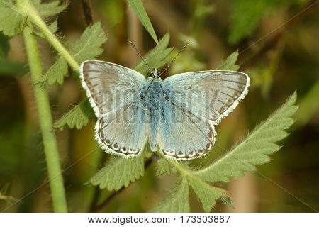 Male Chalkhill Blue buttterfly Polyommatus coridon on nettle leaf