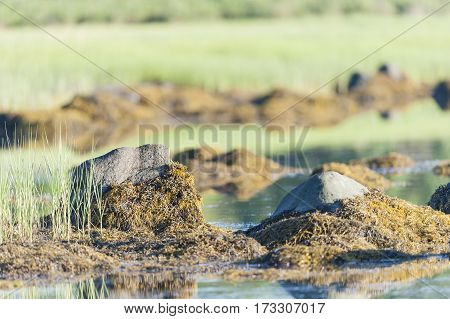 Low tides exposes seaweed along rocky shore of marsh