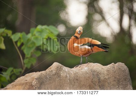 Ruddy Shelduck known as the Brahminy Duck (Tadorna ferruginea).