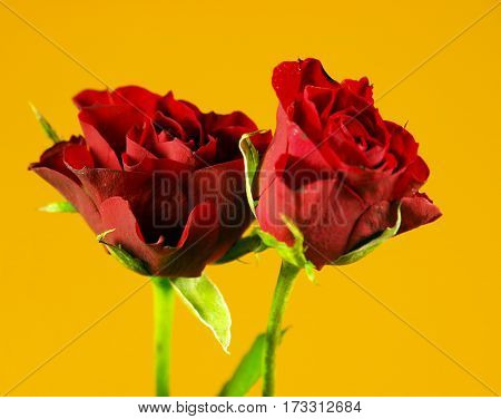 Culticar of red rose named 