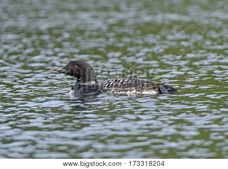 Common Loon in Knife Lake in Quetico Provincial Park in Ontario
