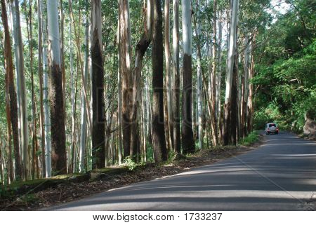 Eukalyptus-Bäume, Indien