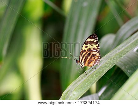 A pretty black and orange butterfly with wings upright sitting on a green leaf