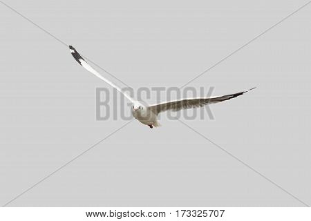 Bird Flying Seagull Isolated on White Background Sky Symbol of Freedom Concept