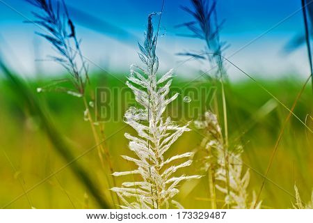 Kans grass Saccharum spontaneum blue sky backgound Kolkata West Bengal India - welcoming autumn in the city.