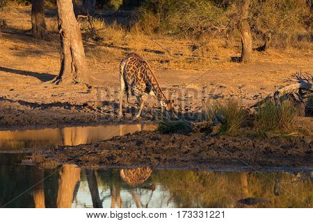 Giraffe Walking Towards Waterhole At Sunset. Wildlife Safari In The Mapungubwe National Park, South