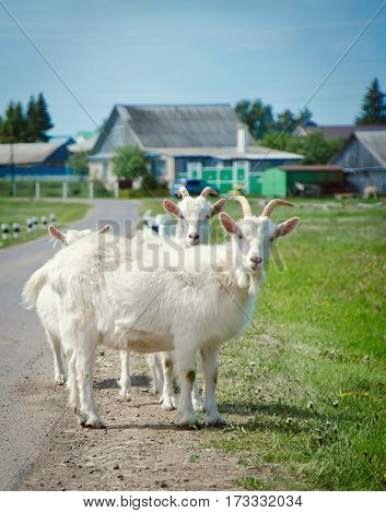 White cute goat stopped on the road in the village