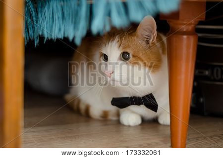 Beautiful white and ginger cat in black bow tie is under the table