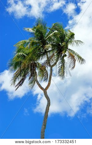 Double-headed Coconut Tree On Tongatapu Island In Tonga