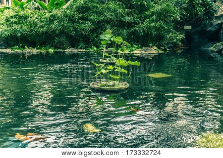 Koi Fish in a pond with water lily and trees surrounding the pond photo taken in Jakarta Indoensia java