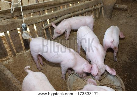 Many white pig fed on the farm.