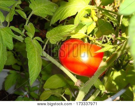 juicy red tomato glowing in the sunlight