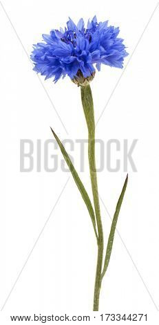 Blue Cornflower Herb or bachelor button flower head isolated on white background cutout