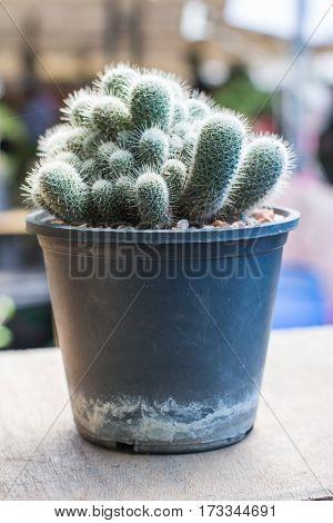 the cactus: beautiful mammillaria celsiana in pot