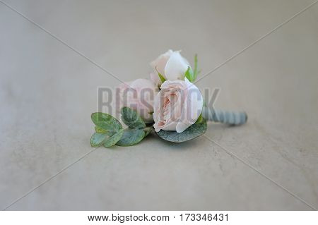 Rose bud in tenderless boutonniere, with green petals, on monotone background, closeup