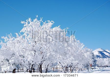 Verschneite Baum