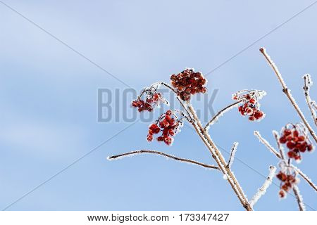 Winter Frozen Viburnum Under Snow. Viburnum In The Snow. First snow. Autumn and snow. Beautiful winter. Winter wind. Icicles. Frost