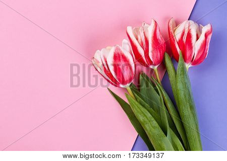 Tulips on pink surface. Just because I love you.