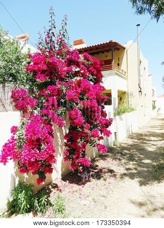 door architecture detail in house building with bougainvillea Greece