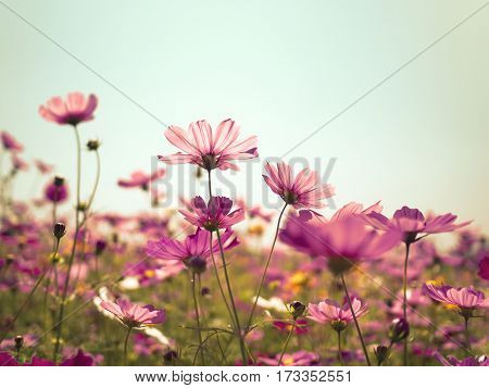 Pink cosmos (bipinnatus) flowers against the bright blue sky. Cosmos is also known as Cosmos sulphureus Selective Focus Retro Color Tone