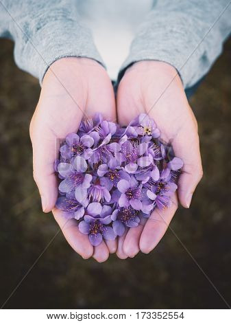 Top view and close up image of purple Wild Himalayan Cherry flowers (Sakura of Thailand) on woman hands with blurred bokeh background