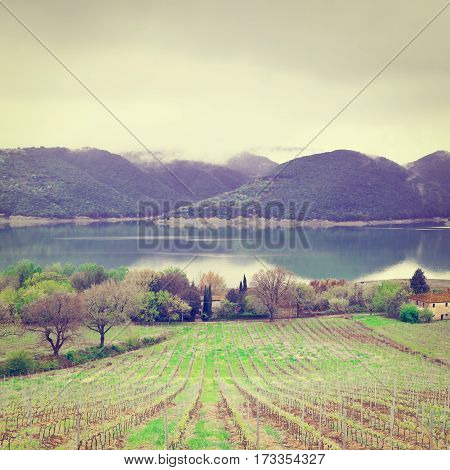 Vineyard on the Shore of Italian Lake Corbara in a Rainy Day Instagram Effect