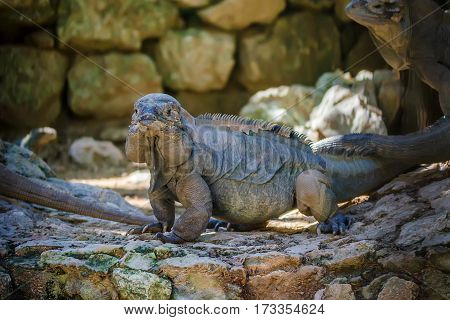 Exotic lizard named green iguana walks on ground