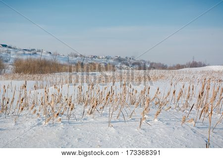 Scirpus in the winter under snow. Russia in the winter during cold a cane. A grass under snow in the field