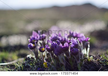 macro beautiful delicate purple flowers snowdrop in spring steppe