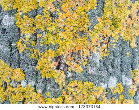 Lichens. Yellow, green, orange and grey lichens (Xanthoria parietina) on a tree stem closeup.  Tree Moss