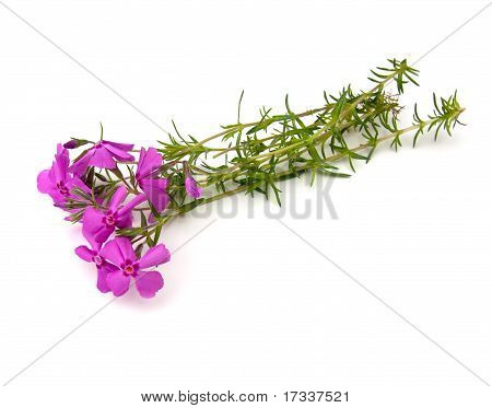 Phlox