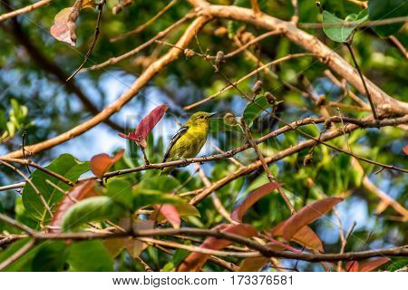 Bird (common Iora) On A Tree