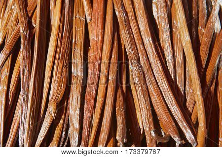 Vanilla dry fruit in the fermentation process for grading vanilla flavor at La Reunion island.