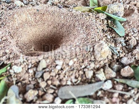 trap of antlion on the sand with green leaves