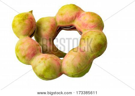 Single pod of 'Manila Tamarind' (Pithecellobium Dulce) on white background and clipping path