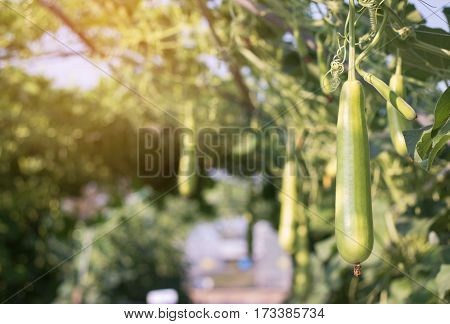 Close up Luffa gourd or Luffa Cylindrica growing in field plant agriculture farm.