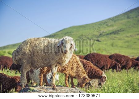 flock of sheep on green grass field