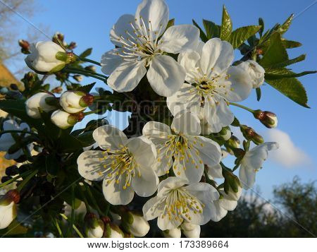 Fragrant flowering cherry tree - a sign of the long-awaited spring
