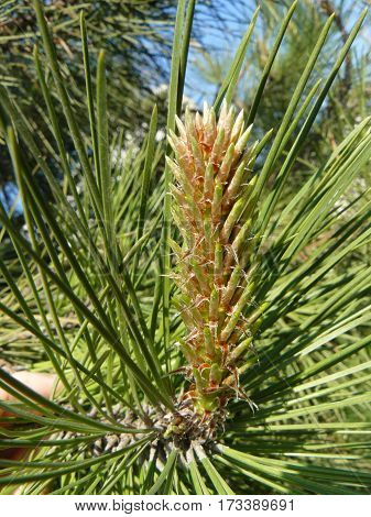 Spring in the forest pines were fragrant resinous buds