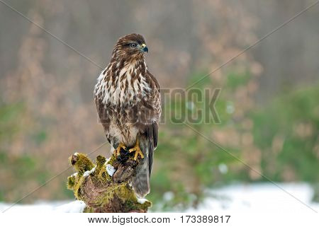 Common buzzard standing on a tree stump