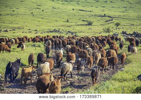 flock of sheep on green grass  field