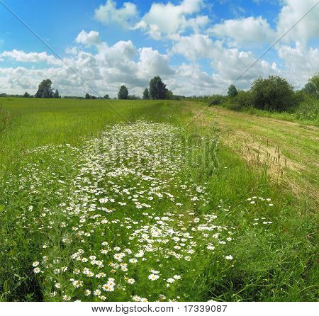 夏天风景与 camomiles 和蓝色的天空