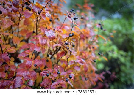 Red autumn leaves with black rowan berries
