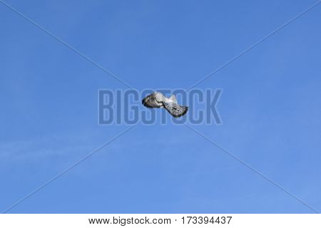 dove in flight. freedom of wild animals